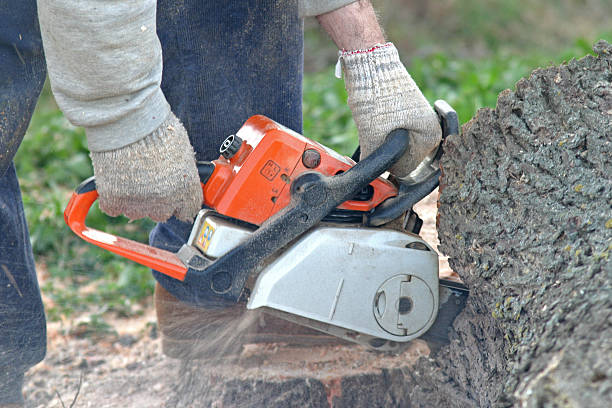 Best Tree Removal  in Bedford, TX